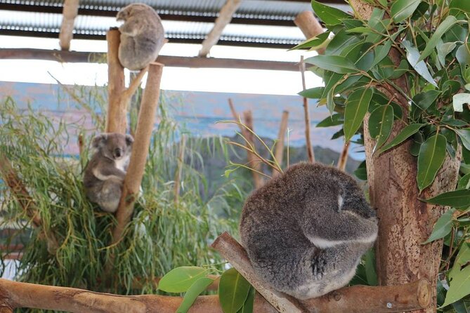 From Sydney: Blue Mountains with Zoo, Koala Photo & Scenic World - Cahill’s Lookout: Megalong Valley Panoramas for the Final Photos