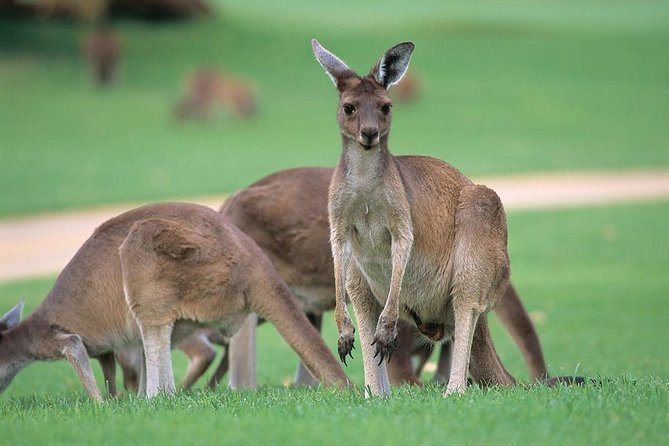 Full-Day Perth, Fremantle, Swan Valley & Wildlife Park - Key Points You’ll Care About