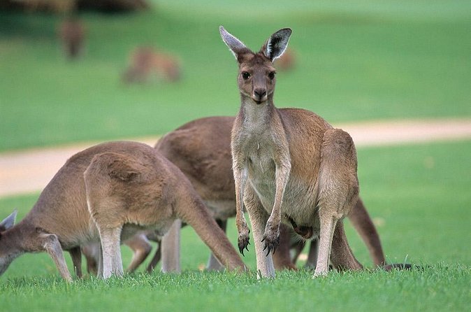 Full-Day Perth, Fremantle, Swan Valley & Wildlife Park - Hotel Pickup, Vehicle Comfort, and How the Day Gets Rolling