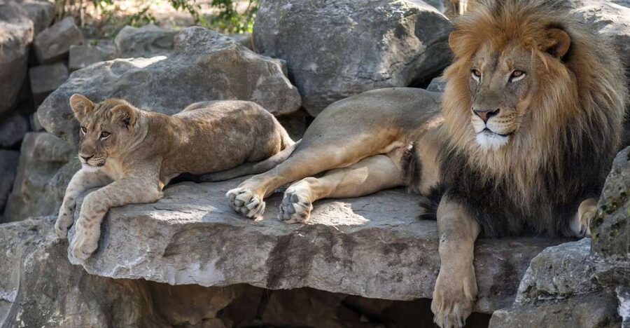 Gdansk: Oliwa Zoo with Tickets and Roundtrip Transportation - Key things you’ll notice