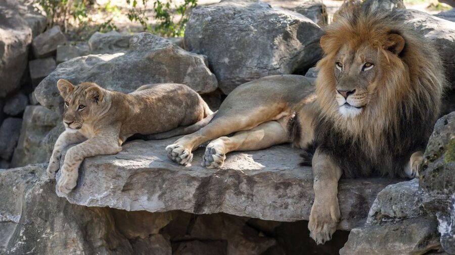 Gdansk: Oliwa Zoo with Tickets and Roundtrip Transportation - Private transfers from Gdansk: comfort, control, and less stress