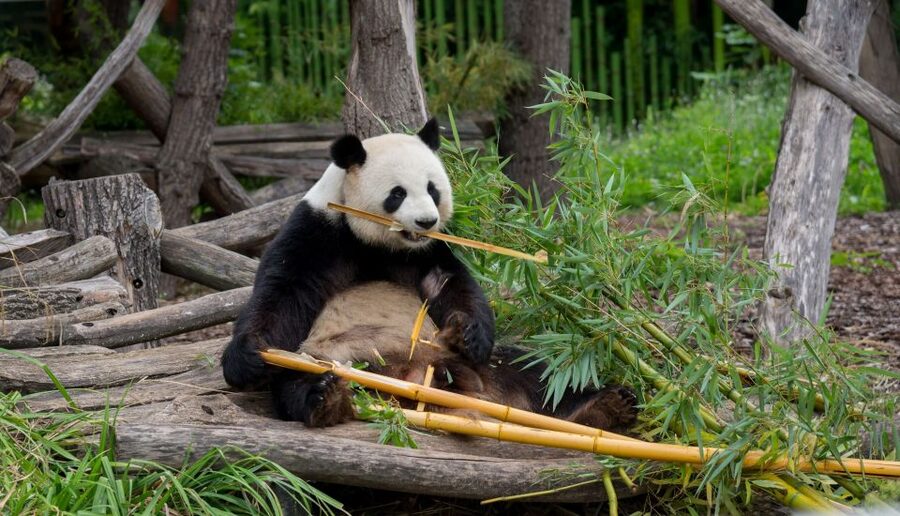Gdansk: Oliwa Zoo with Tickets and Roundtrip Transportation - What the 5-hour zoo visit feels like: animals, rare species, and walking