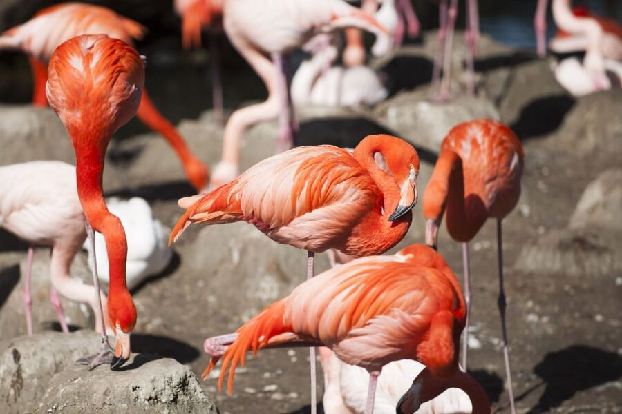 Gdansk: Oliwa Zoo with Tickets and Roundtrip Transportation - Price and value: is $95 per person worth it?