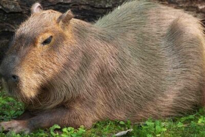 Granby Zoo 1 Day - What you’ll see at Granby Zoo: 1,800+ animals with real variety