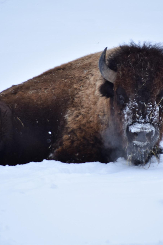 Great Plains Zoo - Getting to Great Plains Zoo: what $16 really covers
