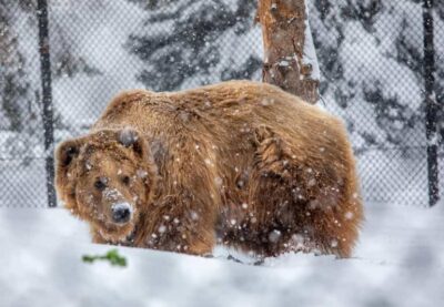 Great Plains Zoo - Starting with Snow Monkeys: an easy first win