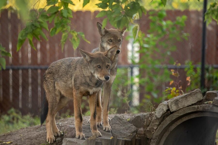 Great Plains Zoo - Keeper chats: why they can be more valuable than another exhibit