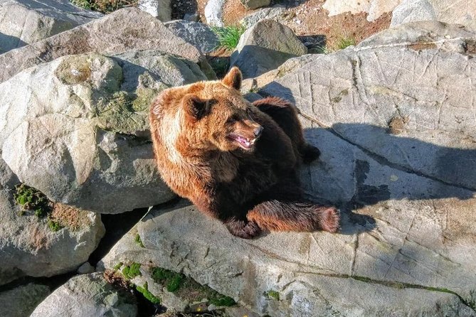 Guided Ranua Wildlife Park tour with Lunch, Small group adventure - Price and logistics: what $174.21 buys you (and why it’s not just a ticket)