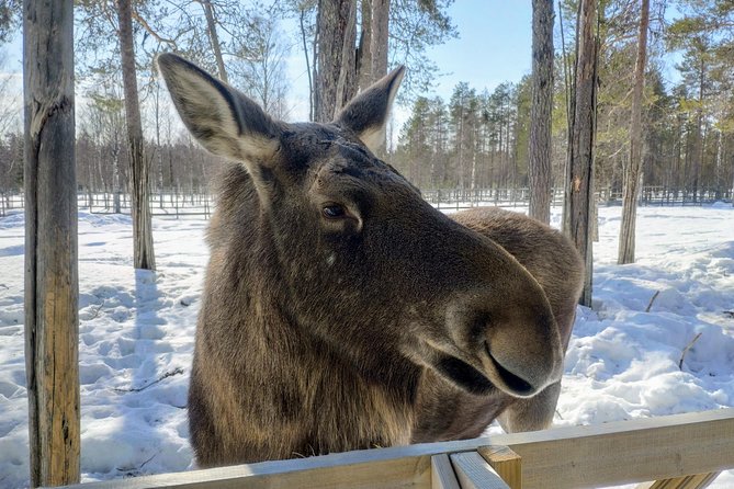 Guided Ranua Wildlife Park tour with Lunch, Small group adventure - What “guided” means in this park: follow the route, ask questions