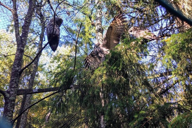 Guided Ranua Wildlife Park tour with Lunch, Small group adventure - Group size: small enough to feel personal, big enough to keep it lively