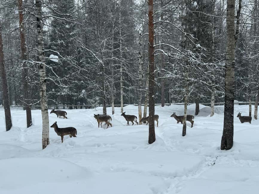 Guided Ranua Wildlife Zoo Tour with Lunch Buffet - Cold-weather viewing tips: how to improve your odds of seeing animals