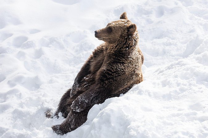 Half-Day Trip to Ranua Wildlife Park from Rovaniemi - Entering the animal habitats: what you can expect to see