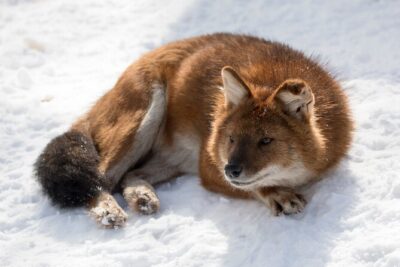Half-Day Trip to Ranua Wildlife Park from Rovaniemi - The guided 2.5km walk: why the pace is the best part