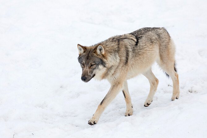 Half-Day Trip to Ranua Wildlife Park from Rovaniemi - Weather and clothing: your real make-or-break factor