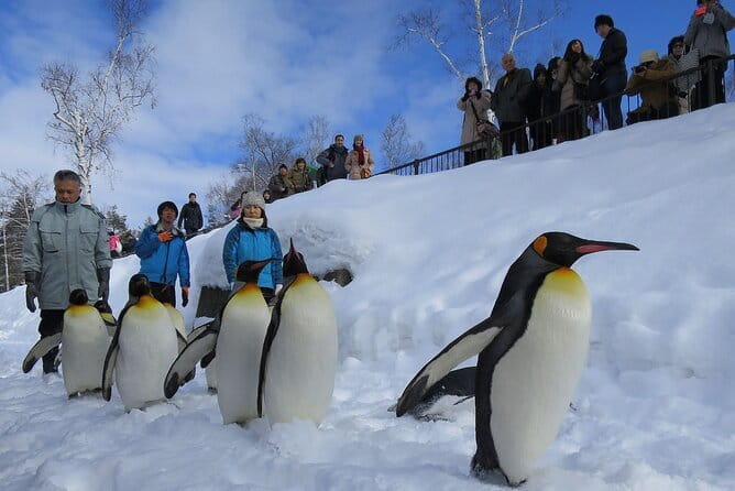 Hokkaido Asahiyama Zoo and Blue Pond Elf Terrace Day Trip - What I’d call the practical promise