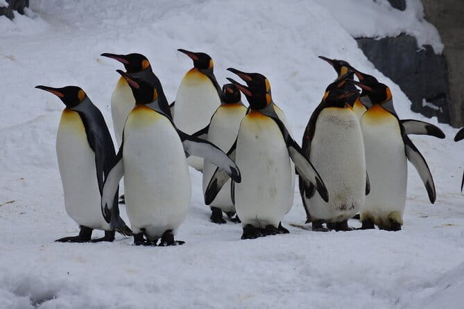 Hokkaido Asahiyama Zoo and Blue Pond Elf Terrace Day Trip - Getting From Sapporo: The 8:00 Carpool Day Plan