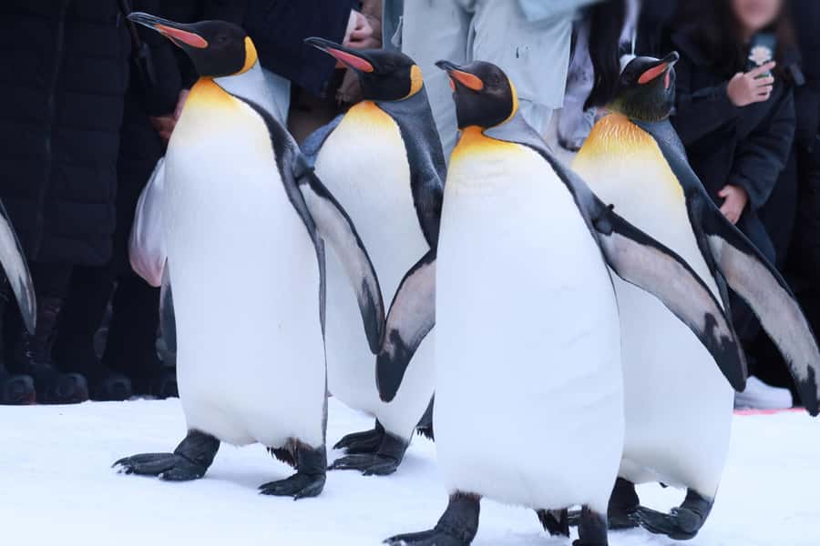 Hokkaido Asahiyama Zoo& Biei Blue pond Tour with Local Guide - Why This Hokkaido Day Feels Like Two Trips in One