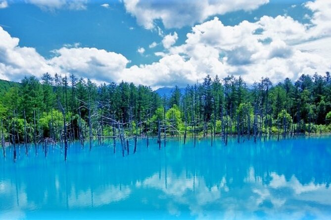 Hokkaido Asahiyama Zoo, Furano and Biei Bus Tour - Why this Hokkaido bus day works so well