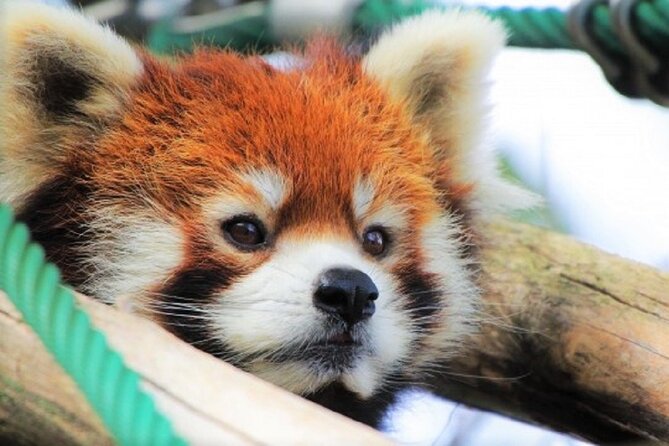 Hokkaido Asahiyama Zoo, Furano and Biei Bus Tour - Farm Tomita lavender fields: seasonal timing and the Irodori no Batake stop