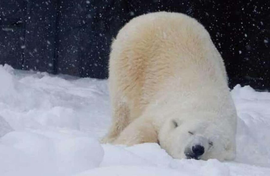 Hokkaido Asahiyama Zoo, Icebreaker GARINKO GO Sunset Tour - Quick Hits You’ll Feel Immediately