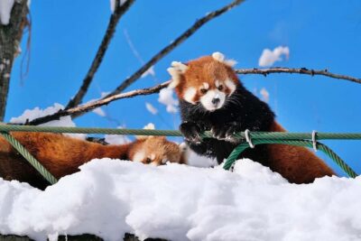 Hokkaido Asahiyama Zoo, Icebreaker GARINKO GO Sunset Tour - Price and Value: Why $161 Can Make Sense Here
