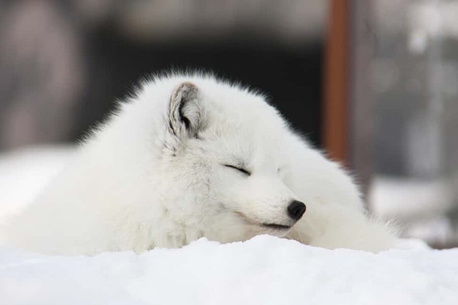Hokkaido Asahiyama Zoo, Icebreaker GARINKO GO Sunset Tour - The Big Decisions: What You’re Really Paying For