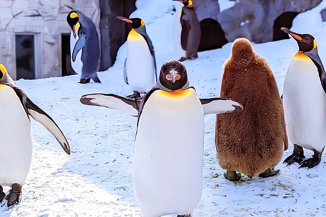 Hokkaido Asahiyama Zoo Ningle Terrace Day trip - Key Stops That Make This Day Trip Worth It