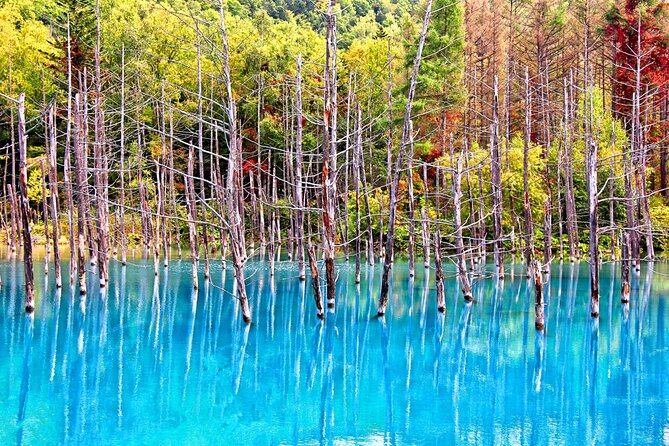 Hokkaido Highlights of Flower Blossom, Asahiyama Zoo& Blue pond「Aoi-ike」! - Shirogane Blue Pond (Aoi-ike): Why the Water Looks Too Blue