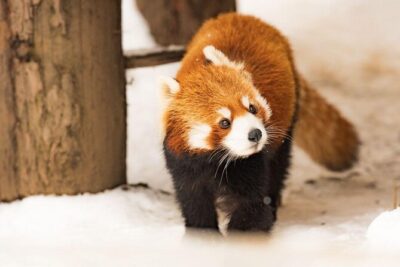 Hokkaido Highlights of Flower Blossom, Asahiyama Zoo& Blue pond「Aoi-ike」! - Farm Tomita: Lavender Photos Depend on Your Season