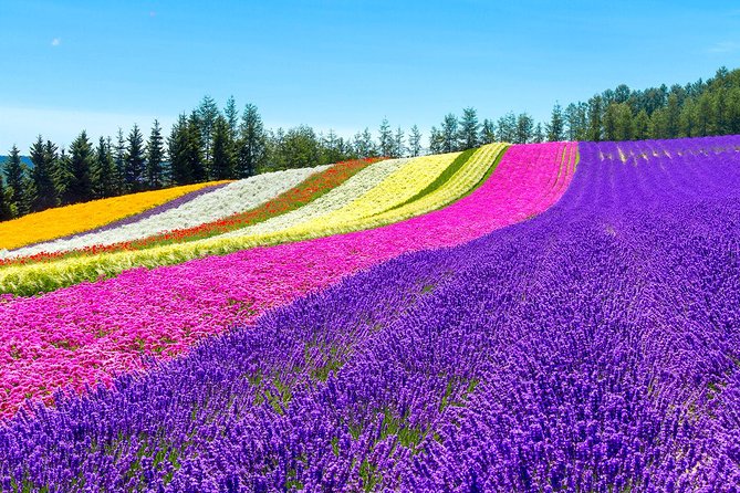 Hokkaido Highlights of Flower Blossom, Asahiyama Zoo& Blue pond「Aoi-ike」! - Asahiyama Zoo: Behavior-Focused Animal Watching in 2 Hours