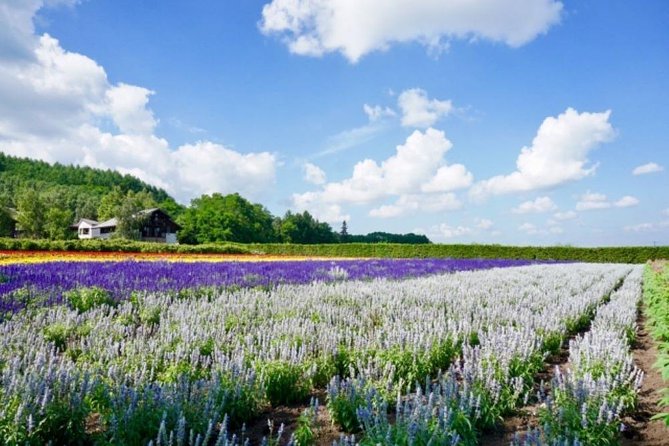 Hokkaido Highlights of Flower Blossom, Asahiyama Zoo& Blue pond「Aoi-ike」! - Ningle Terrace and The In-Between Stops: Cute, Quick, and Sometimes Rushed
