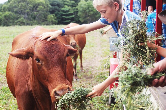Horse and Quad bike tour with a visit to a Petting Zoo - Price and value: what $128.39 gets you in the real world