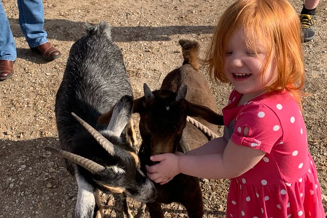 Horseback Rides, Interactions, and Petting Zoo - Who This Fits Best (and Who Might Want a Different Kind of Ride)