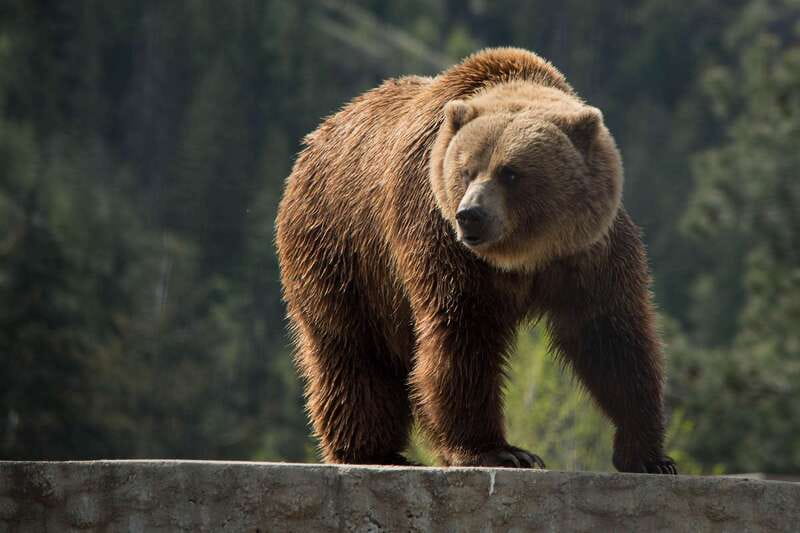Kamloops: BC Wildlife Park Entry Ticket - Key things to know before you go