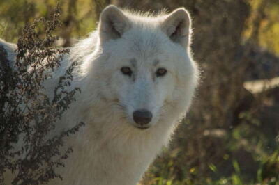 Kamloops: BC Wildlife Park Entry Ticket - The Discovery Centre: Eco Gallery, Education Centre, and Reptile Exhibit