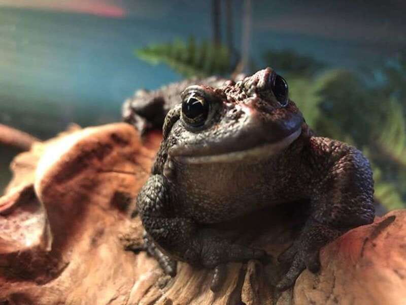 Kamloops: BC Wildlife Park Entry Ticket - Reptiles in the Reptile Exhibit: Why This Stop Matters in B.C.