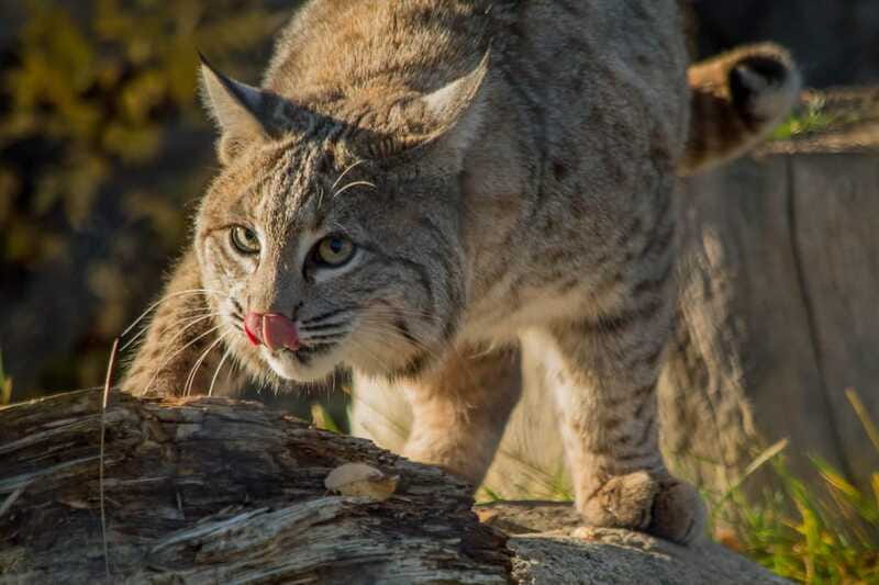 Kamloops: BC Wildlife Park Entry Ticket - Beyond Exhibits: Playground, Spray Park, and the Wildlife Express mini train