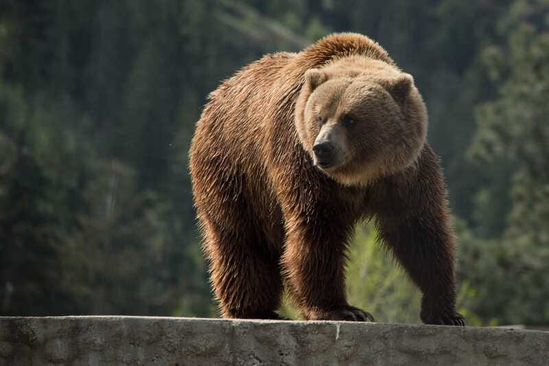 Kamloops: BC Wildlife Park Entry Ticket - How to Plan Your Visit for Better Viewing and Less Stress
