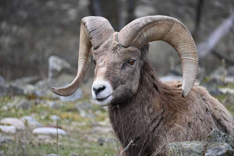 Kamloops: BC Wildlife Park Entry Ticket - The Bottom Line: Should You Book BC Wildlife Park Entry?