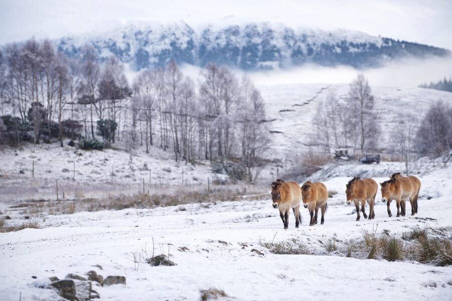 Kingussie: Highland Wildlife Park Entry Ticket - Key things to know before you go