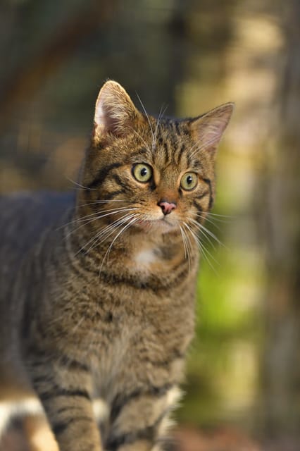 Kingussie: Highland Wildlife Park Entry Ticket - Timing tips to fit a full day smoothly