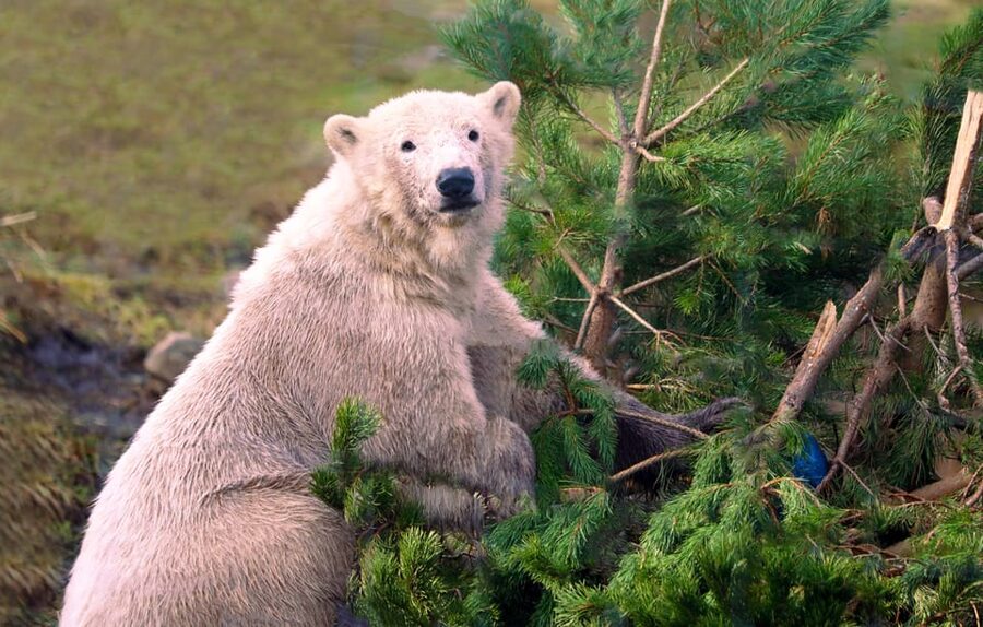 Kingussie: Highland Wildlife Park Entry Ticket - Walkable enclosures for Scottish natives and the best up-close moments