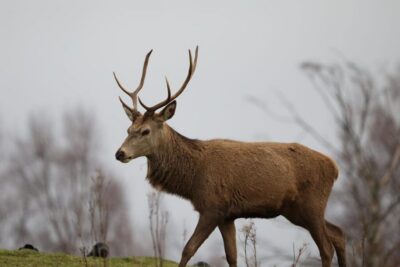 Kingussie: Highland Wildlife Park Entry Ticket - The drive-through reserve: slow down for real animal behavior