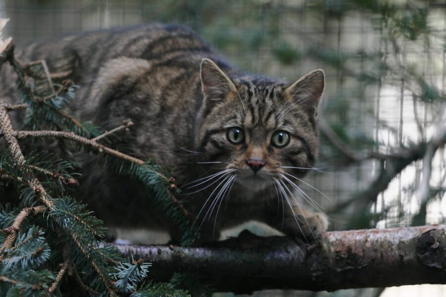Kingussie: Highland Wildlife Park Entry Ticket - The conservation engine behind the scenes