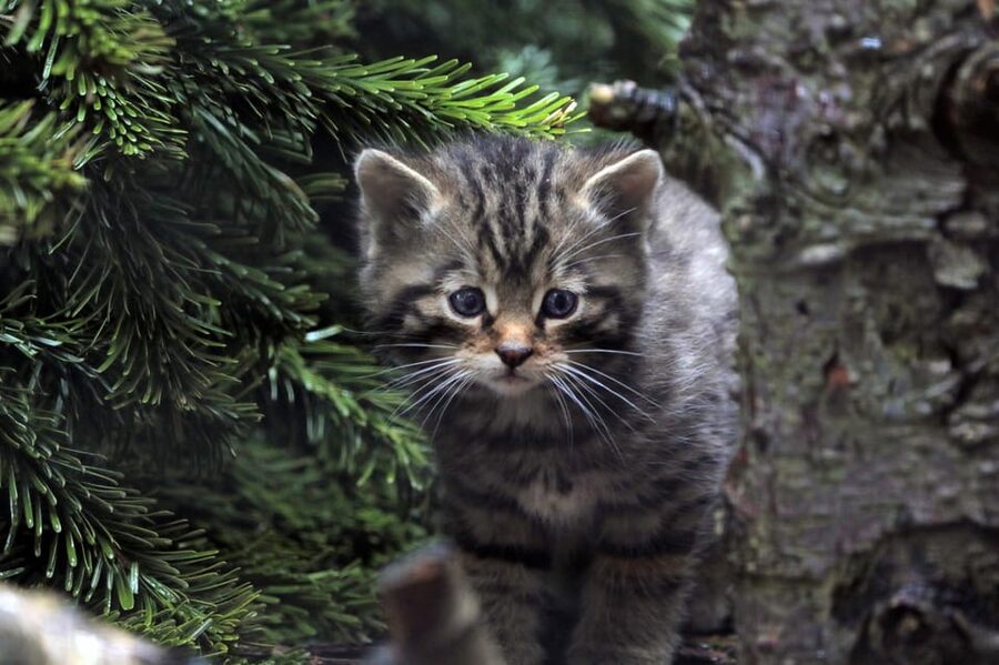 Kingussie: Highland Wildlife Park Entry Ticket - Picnic breaks, playgrounds, and eating without losing the mood