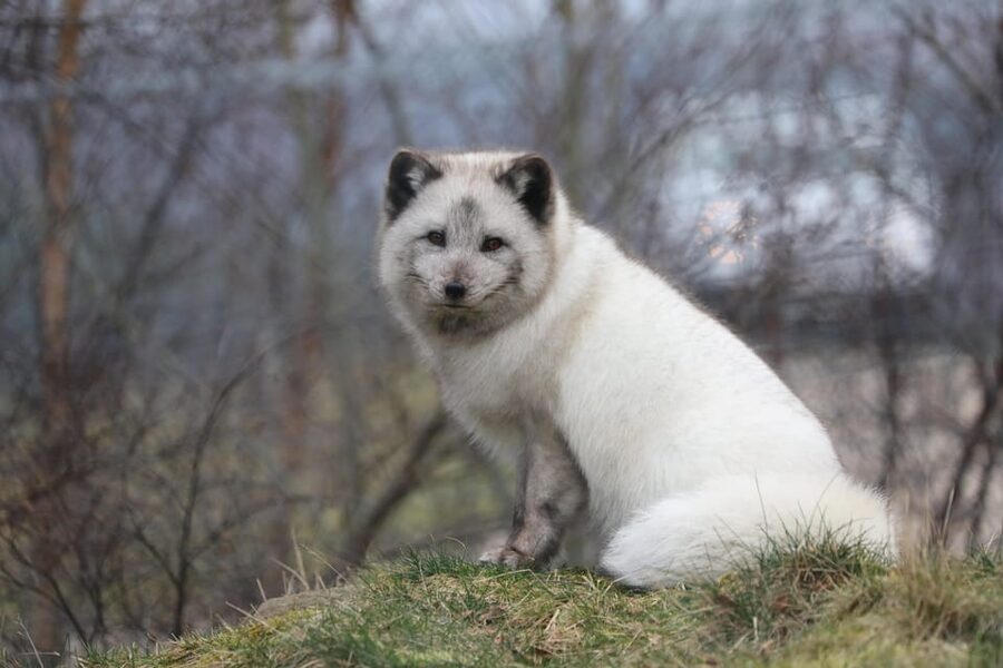 Kingussie: Highland Wildlife Park Entry Ticket - Gift shop and souvenirs: take home something small and useful