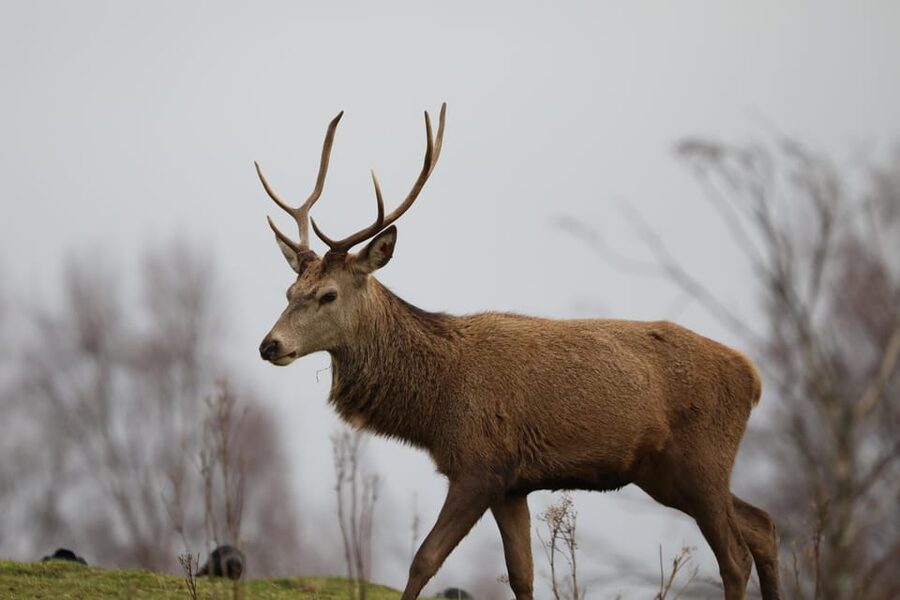 Kingussie: Highland Wildlife Park Entry Ticket - The drive-through reserve: slow down for real animal behavior