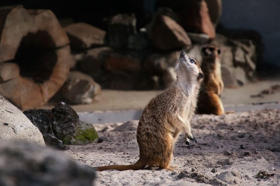 Krakow: Zoo Tour with Private Transport and Tickets - The point of this tour: fast, simple zoo time