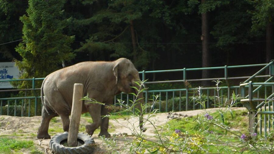 Krakow: Zoo Tour with Private Transport and Tickets - Skip-the-line entry: why it really changes the visit