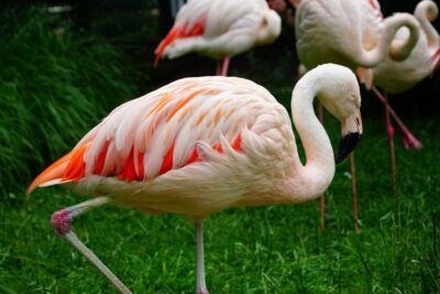 Krakow: Zoo Tour with Private Transport and Tickets - Private transport that avoids the usual Krakow hassle